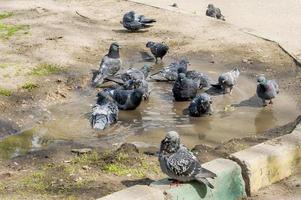 Flock of pigeons swimming in the dirty puddle photo