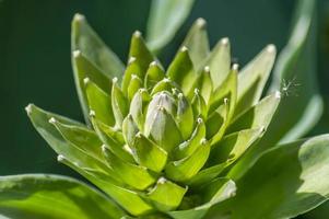 hosta hosta sieboldiana de siebold. planta de hoja perenne foto