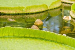 bud of the biggest water lilia victoria amazonica photo