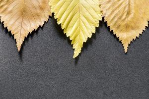 autumn leaves background photo