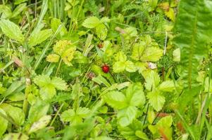 wild strawberries in the meadow close up photo