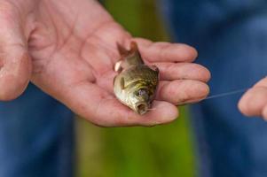 crucian in hand photo