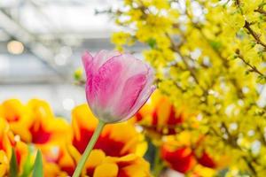 field of blooming multicolored tulips, spring flowers in the garden photo