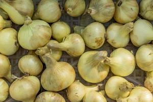 harvest of onion closeup photo