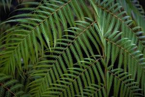 exotic fern closeup background photo