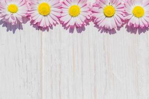 pink Daisy flowers on wooden table background with copy space photo