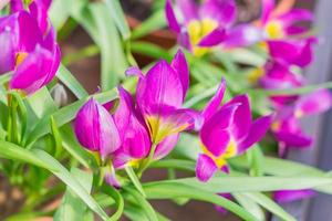 field of blooming multicolored tulips, spring flowers in the garden photo