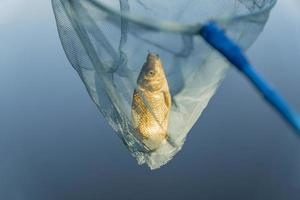 Crucian in hoop-net on water background photo