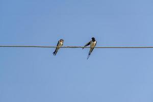 swallows sitting on wires against blue sky in a sunny day photo