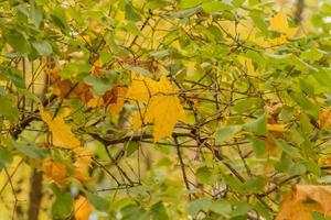 maple leaves stuck in bush branches photo