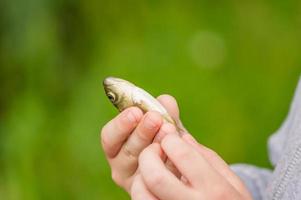 crucian in hand photo