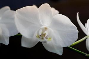 closeup of white orchid on black background. Soft focus photo