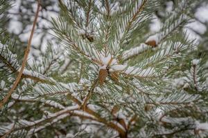 Fir branch with pine cones covered with snow.