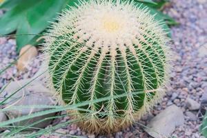 closeup of round ball shaped cactus in botanical garden photo