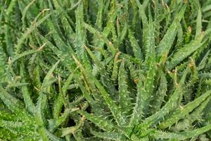 top view of Aloe in pot, natural background photo