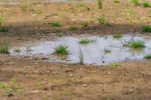 big dirty puddle on field with green grass photo