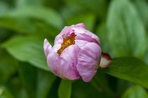 flor de peonía rosa sobre fondo verde. enfoque suave. foto
