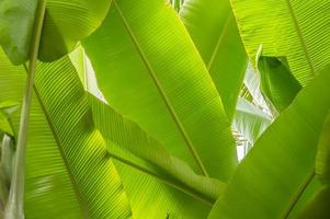 fondo de hojas de palma de plátano foto