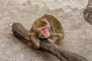 mono macaco japonés foto