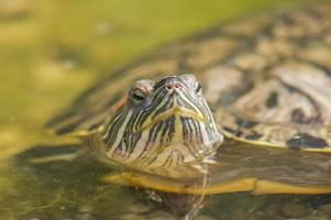 Portrait of Red eared slider turtle Trachemys scripta elegans photo