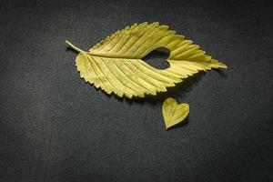 yellow elm leaf with cut heart on grey background photo