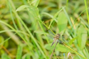 dragonfly resting on grass photo