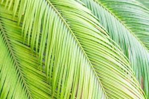 palm leaves background photo