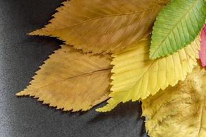 colorful autumn leaves background texture photo