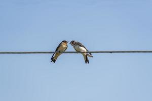 two swallows communicating on electric wire photo