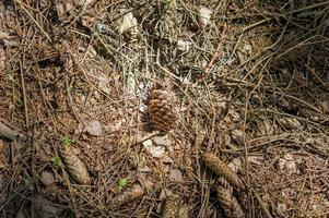 pine cones on ground in sunshine photo
