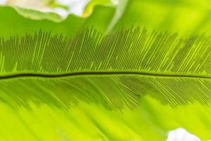 green leaf background photo