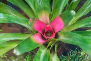 vista superior de la planta exótica de bromelia en el jardín foto