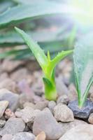 small green sprout growing in stones - new life concept, selective focus photo