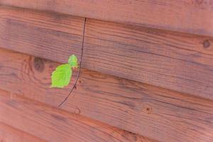 Green tree branch growing through the red wooden fence, background texture photo