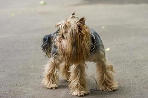 Yorkshire Terrier dog standing on the road