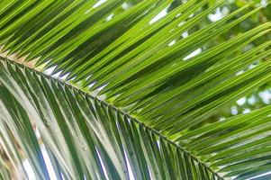 background of green palm leaf photo