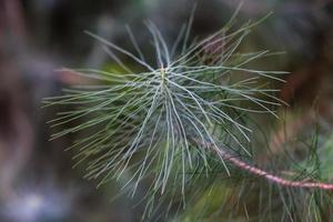 fondo de pinus canariensis. primer plano de pino canario foto