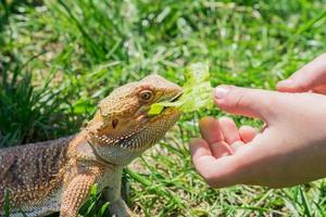 Closeup of a Bearded Dragon Pogona vitticeps on green grass. Exotic domestic pet. photo