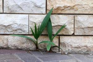 Green plants and flowers grow on stones photo