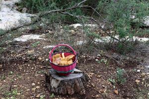 Butterflies in Israel grow on sandy-stony soil in pine forests. photo