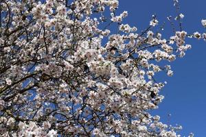 Almond blossoms in a city park in Israel. photo