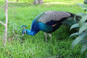 Peacock in the city park. photo