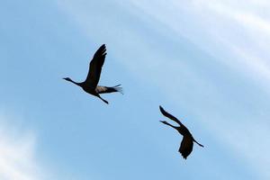 Cranes are flying high in the sky. photo