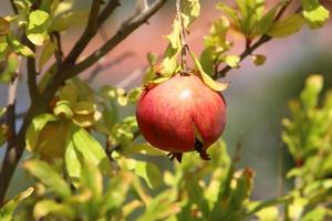 Ripe pomegranates on a tree in a city park. photo