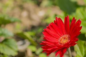 red gerbera on green background photo