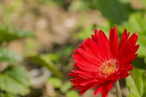 gerbera roja sobre fondo verde foto