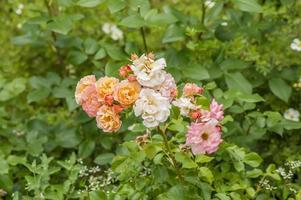 bush of blooming pink roses on green backround photo