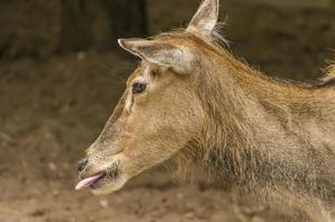 portrait of red deer photo