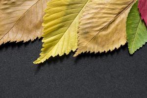 autumn leaves background photo