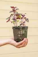 Closeup of woman hands holding a pot with basil seedlings photo